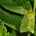 Olsen (Pseudoips prasinana)