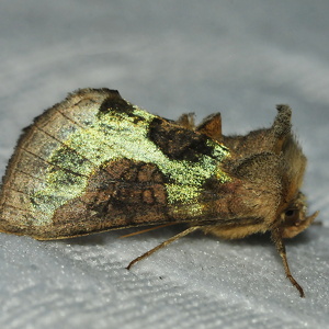 Natsommerfugl Ugler