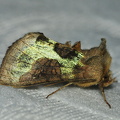  Messingugle (Diachrysia chrysitis)