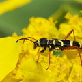 Lille hvepsebuk (Clytus arietis)