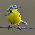  Gul Vipstjert (Motacilla flava)