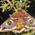  Lille Natpåfugleøje (Saturnia pavonia)