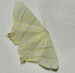  Natsvalehale (Ourapteryx sambucaria)