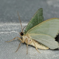   Lundmåler (Hemithea aestivaria)