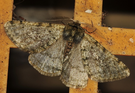  Fjer-Måler (Phigalia pilosaria)