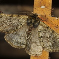  Fjer-Måler (Phigalia pilosaria)