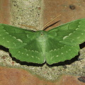  Grøn Birkemåler (Geometra papilionaria)