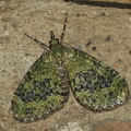 Tørstetræblomstmåler (Acasis viretata)