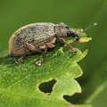  Blodsnudebille (Polydrusus mollis)