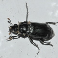  Sort Ådselgraver (Nicrophorus humator)