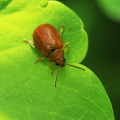 Tjørnebladbille (Lochmaea crataegi)