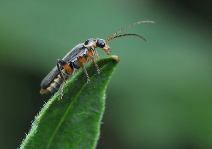  Cantharis nigricans 