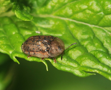 Plettet Skjoldbille (Cassida nebulosa)