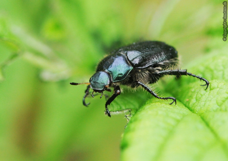 DSC_3498 Klitoldenborre (Anomala dubia).jpg