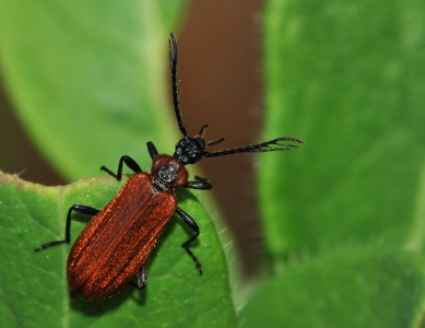  Lille Kardinalbille (Schizotus pectinicornis)