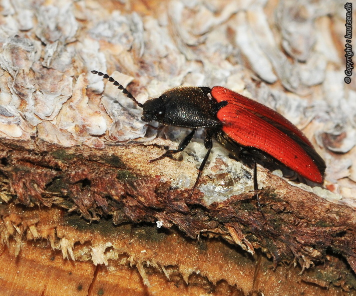 DSC_5677 Rød Skovsmælder (Ampedus cinnabarinus).jpg