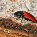 Rød Skovsmælder (Ampedus cinnabarinus)