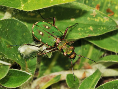  Grøn Sandspringer (Cicindela campestris)