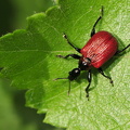 Hasselbladruller (Apoderus coryli)