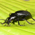  Læderløber (Carabus coriaceus)