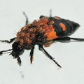  Sortkøllet ådselgraver (Nicrophorus vespilloides)