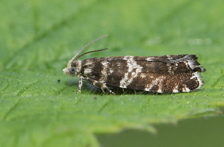 Ædelgrannålevikler (Epinotia fraternana) 