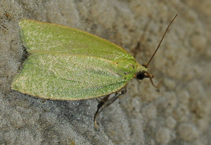  Egevikler (Tortrix viridana)