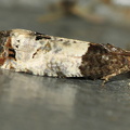 Grå Rosenvikler (Notocelia roborana)