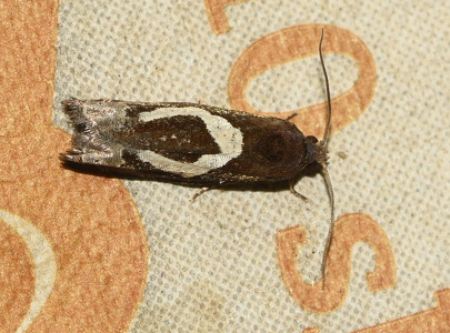  Gråbynkegallevikler   (Epiblema foenella)