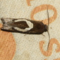  Gråbynkegallevikler   (Epiblema foenella)