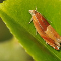  Egeseglvikler (Ancylis mitterbacheriana)