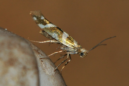  Elleraklemøl (Argyresthia goedartella)