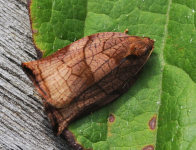  Skarpspidset Frugtbladvikler  (Archips podana)