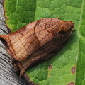  Skarpspidset Frugtbladvikler  (Archips podana)