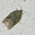  Grøn Egevintervikler (Acleris literana)