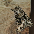   Kålugle  ( Mamestra brassicae)