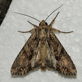  Jordugle ( Apamea monoglypha)