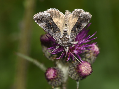  Det gyldne Y (Autographa buraetica)