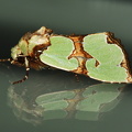  Grøn Pragtugle (Staurophora celsia)