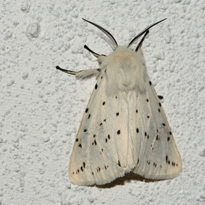 Natsommerfugle, Pragtugler