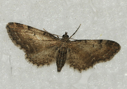  Brun Dværgmåler (Eupithecia absinthiata)