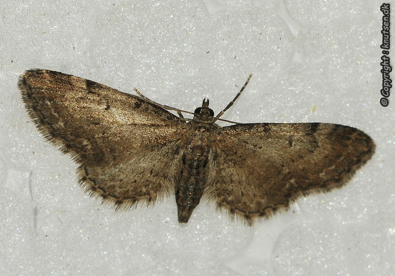 _DSC5242 Brun Dværgmåler (Eupithecia absinthiata).JPG