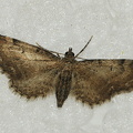  Brun Dværgmåler (Eupithecia absinthiata)