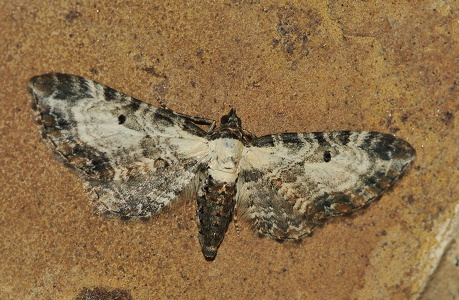 Bynke-Dværgmåler (Eupithecia succenturiata)