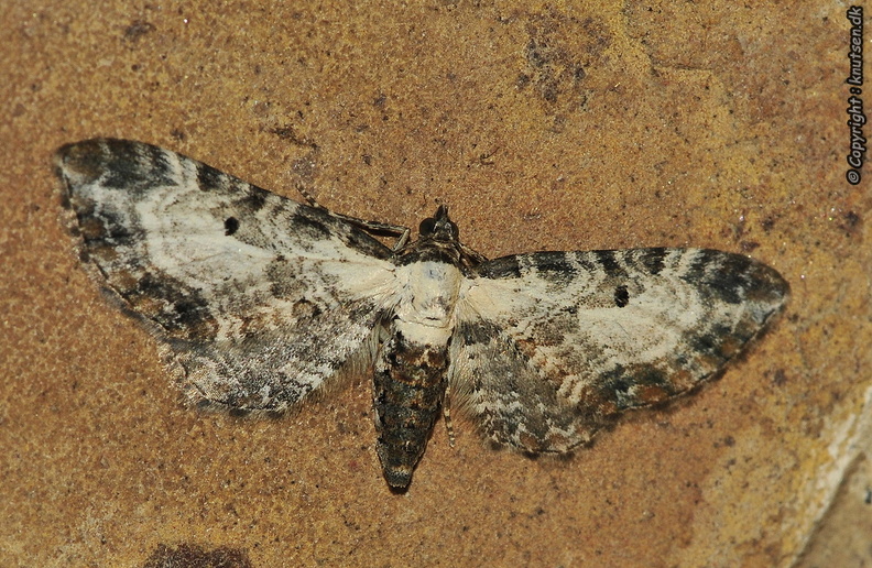 _DSC6580 Bynke-Dværgmåler (Eupithecia succenturiata).JPG