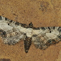 Bynke-Dværgmåler (Eupithecia succenturiata)