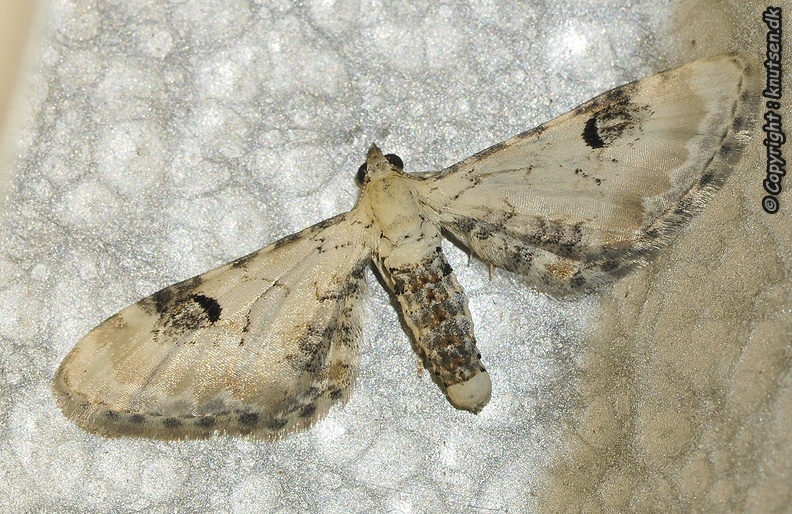 _DSC6984 Hvid Dværgmåler (Eupithecia centaureata) .JPG
