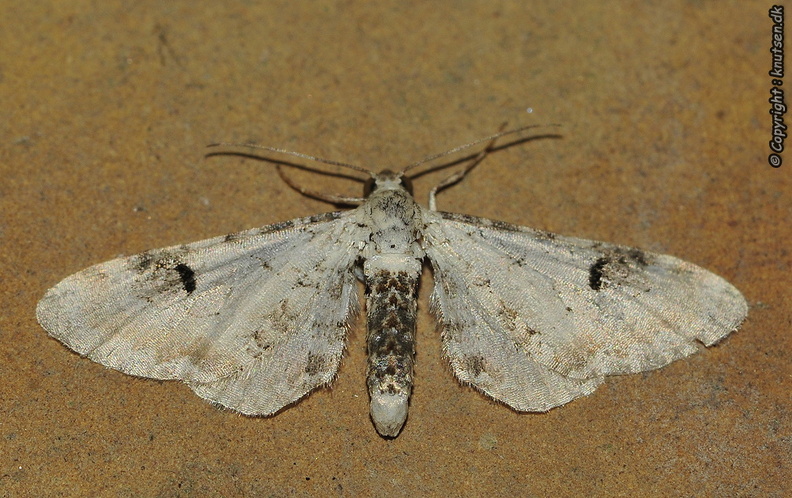 _DSC7335 Hvid Dværgmåler (Eupithecia centaureata).JPG