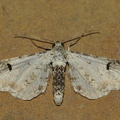  Hvid Dværgmåler (Eupithecia centaureata)