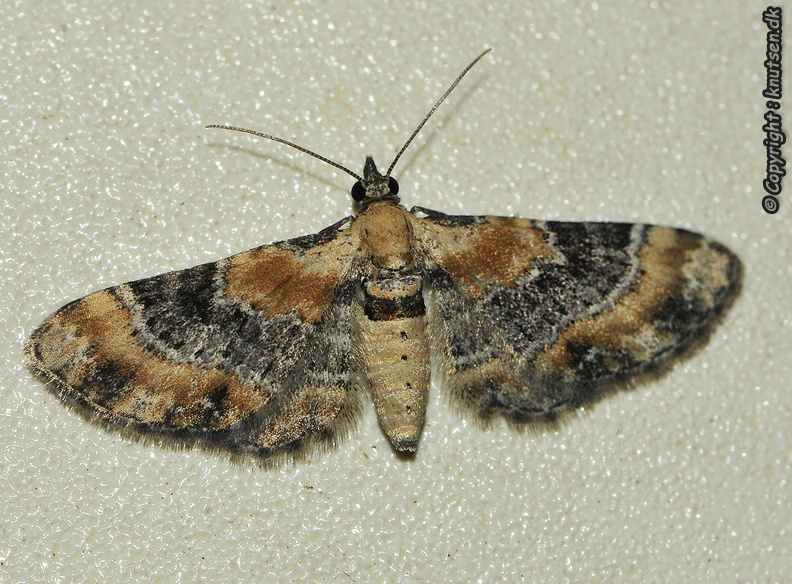 _DSC7691 Torskemunddværgmåler (Eupithecia linariata).JPG